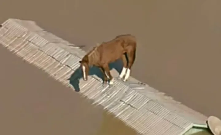 Cavalo Caramelo em cima do telhado. Um exemplo de resistência contra os devastadores do meio ambiente.